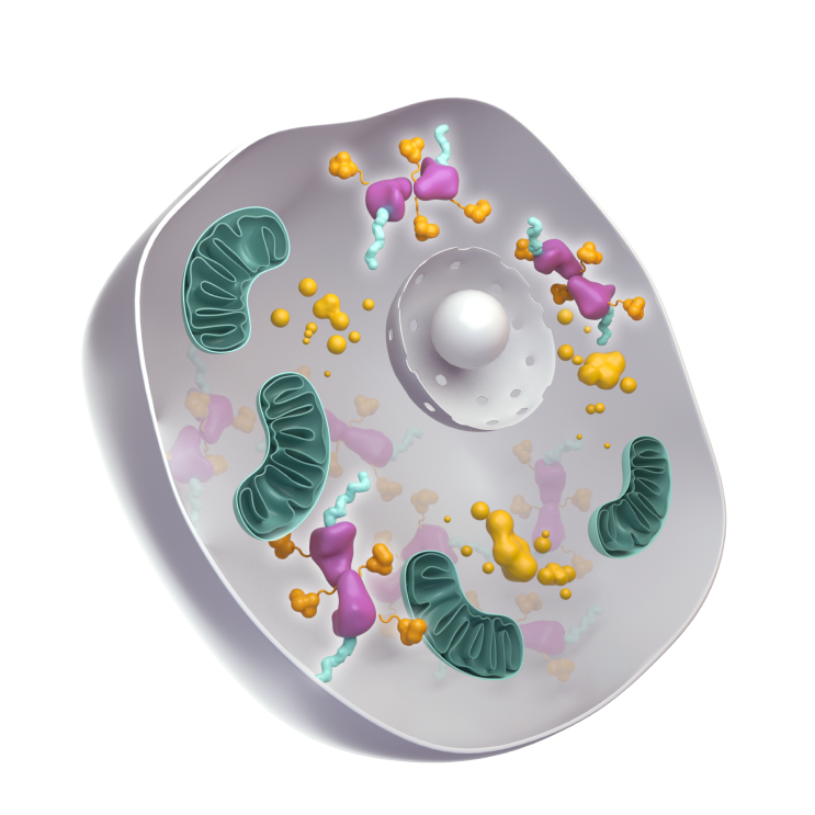 Medical illustration of a cell
